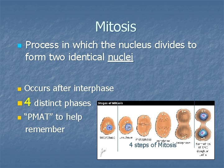 Mitosis n n Process in which the nucleus divides to form two identical nuclei Mitosis n n Process in which the nucleus divides to form two identical nuclei