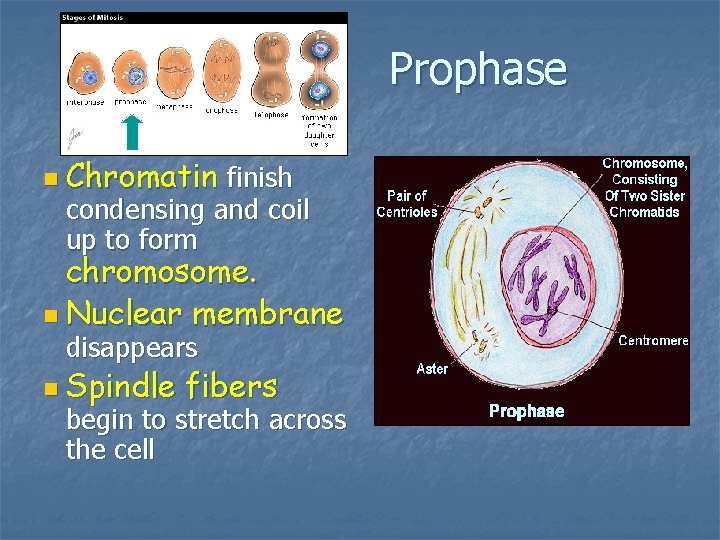 Prophase n Chromatin finish condensing and coil up to form chromosome. n Nuclear membrane Prophase n Chromatin finish condensing and coil up to form chromosome. n Nuclear membrane