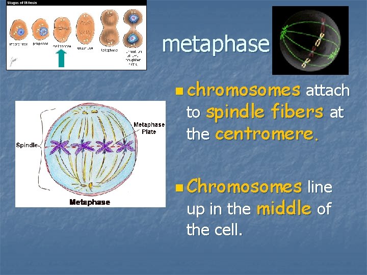 metaphase n chromosomes attach to spindle fibers at the centromere. n Chromosomes line up metaphase n chromosomes attach to spindle fibers at the centromere. n Chromosomes line up