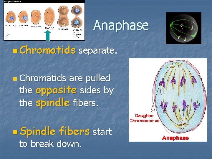 Anaphase n Chromatids separate. n Chromatids are pulled the opposite sides by the spindle Anaphase n Chromatids separate. n Chromatids are pulled the opposite sides by the spindle