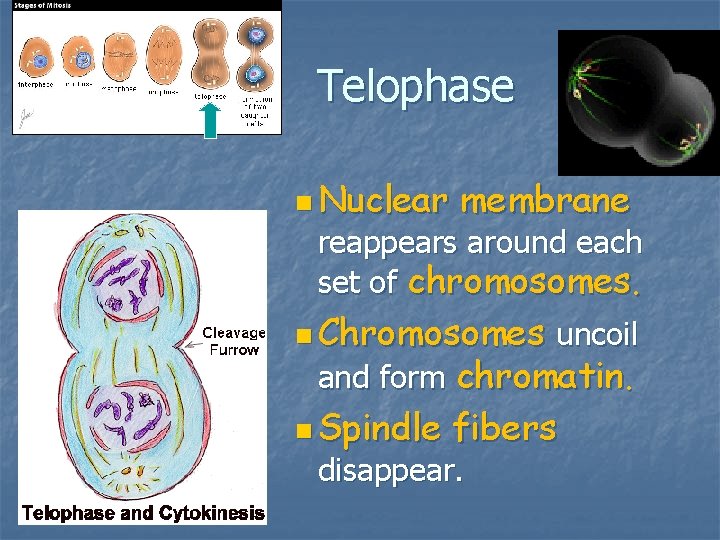 Telophase n Nuclear membrane reappears around each set of chromosomes. n Chromosomes uncoil and Telophase n Nuclear membrane reappears around each set of chromosomes. n Chromosomes uncoil and
