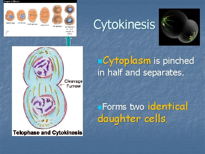 Cytokinesis n. Cytoplasm is pinched in half and separates. n. Forms two identical daughter Cytokinesis n. Cytoplasm is pinched in half and separates. n. Forms two identical daughter