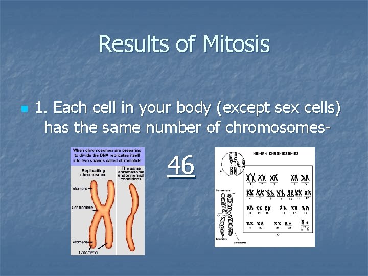 Results of Mitosis n 1. Each cell in your body (except sex cells) has Results of Mitosis n 1. Each cell in your body (except sex cells) has
