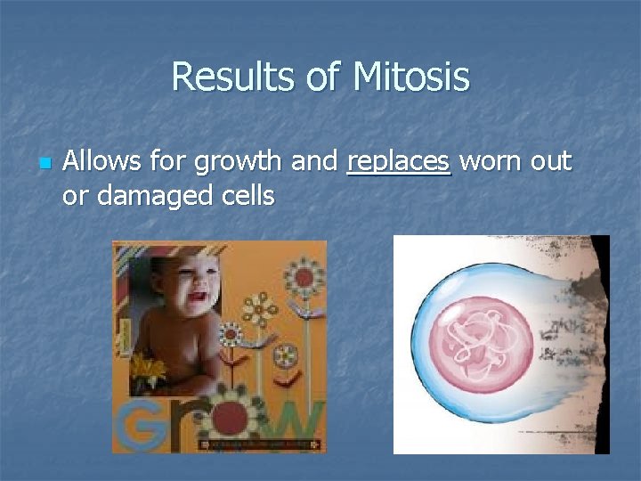 Results of Mitosis n Allows for growth and replaces worn out or damaged cells Results of Mitosis n Allows for growth and replaces worn out or damaged cells
