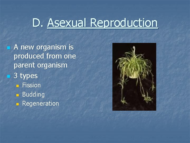 D. Asexual Reproduction n n A new organism is produced from one parent organism D. Asexual Reproduction n n A new organism is produced from one parent organism