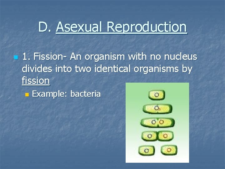 D. Asexual Reproduction n 1. Fission- An organism with no nucleus divides into two D. Asexual Reproduction n 1. Fission- An organism with no nucleus divides into two