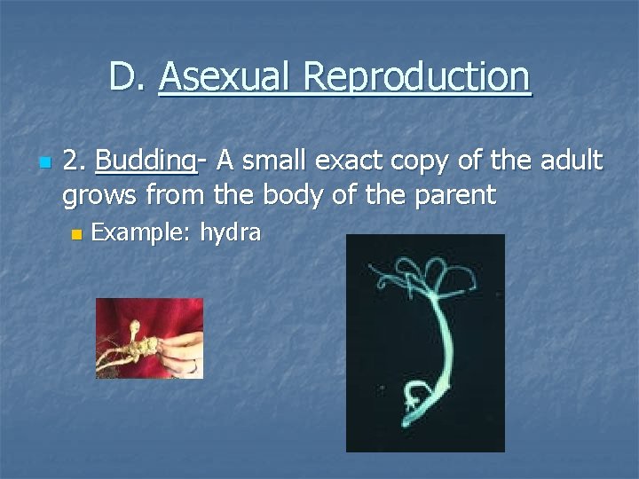D. Asexual Reproduction n 2. Budding- A small exact copy of the adult grows D. Asexual Reproduction n 2. Budding- A small exact copy of the adult grows