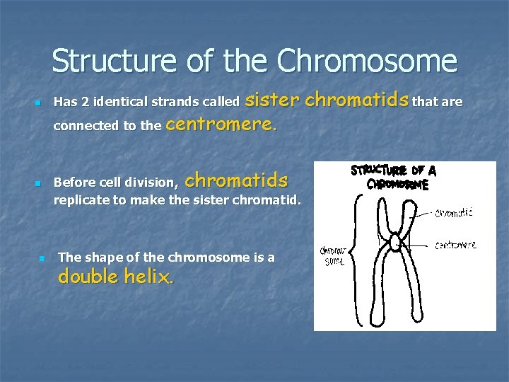 Structure of the Chromosome n n n Has 2 identical strands called sister connected Structure of the Chromosome n n n Has 2 identical strands called sister connected