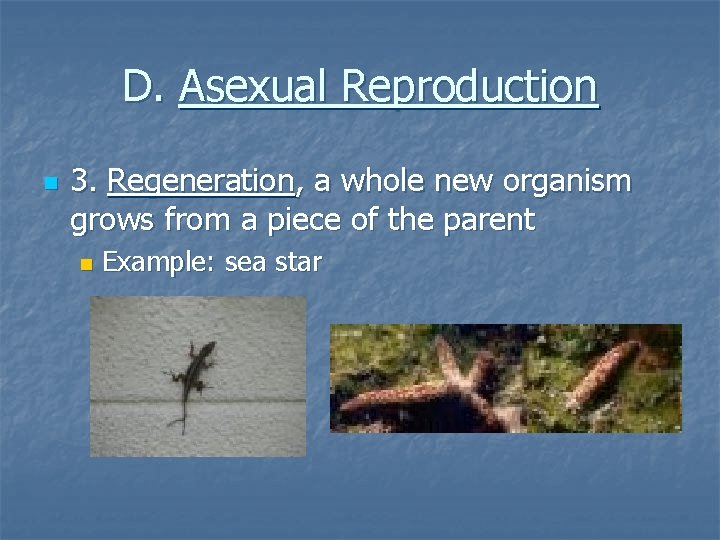 D. Asexual Reproduction n 3. Regeneration, a whole new organism grows from a piece D. Asexual Reproduction n 3. Regeneration, a whole new organism grows from a piece
