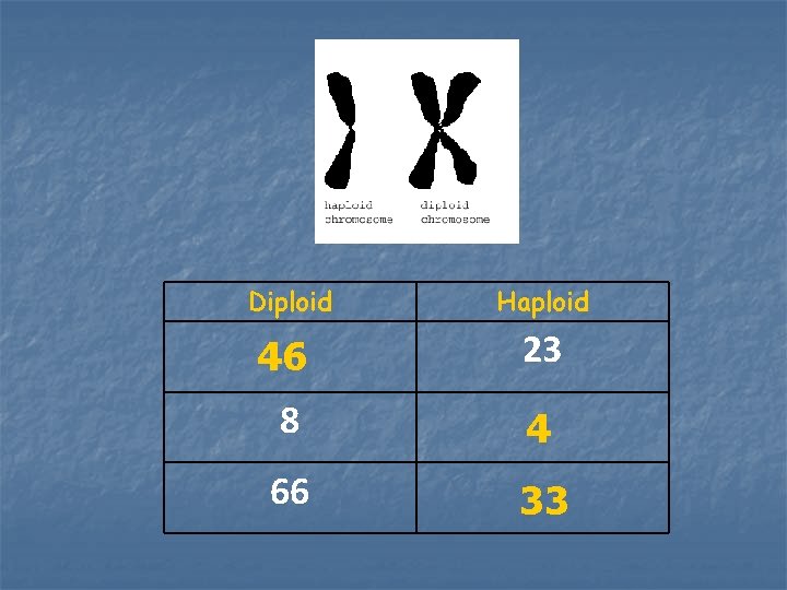 Diploid Haploid 46 23 8 4 66 33 Diploid Haploid 46 23 8 4 66 33