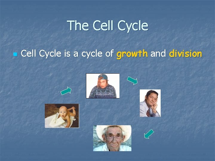 The Cell Cycle n Cell Cycle is a cycle of growth and division The Cell Cycle n Cell Cycle is a cycle of growth and division