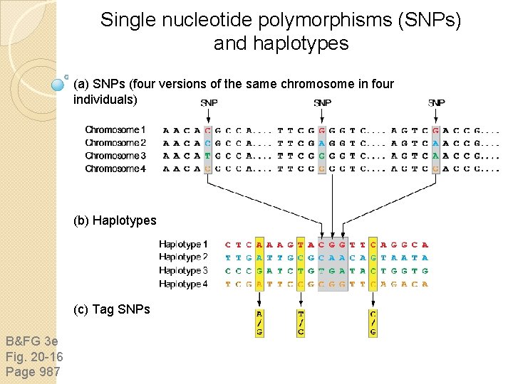 Single nucleotide polymorphisms (SNPs) and haplotypes (a) SNPs (four versions of the same chromosome Single nucleotide polymorphisms (SNPs) and haplotypes (a) SNPs (four versions of the same chromosome
