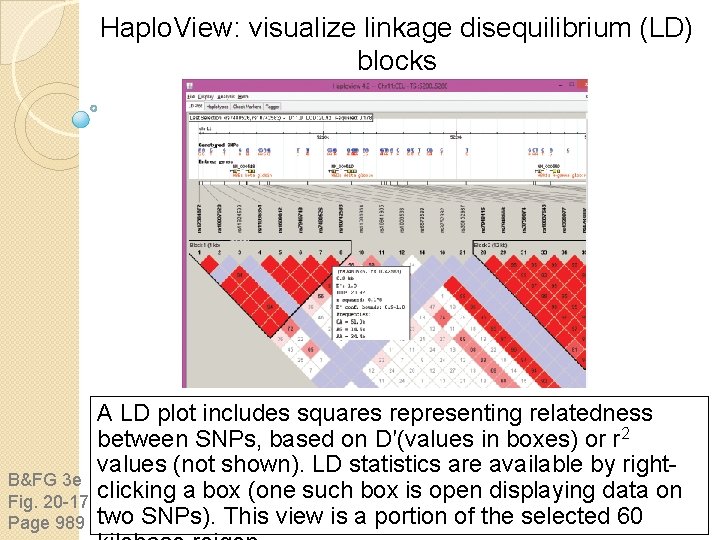 Haplo. View: visualize linkage disequilibrium (LD) blocks B&FG 3 e Fig. 20 -17 Page Haplo. View: visualize linkage disequilibrium (LD) blocks B&FG 3 e Fig. 20 -17 Page