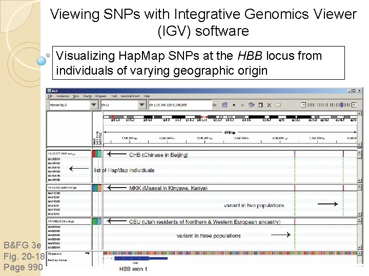 Viewing SNPs with Integrative Genomics Viewer (IGV) software Visualizing Hap. Map SNPs at the Viewing SNPs with Integrative Genomics Viewer (IGV) software Visualizing Hap. Map SNPs at the