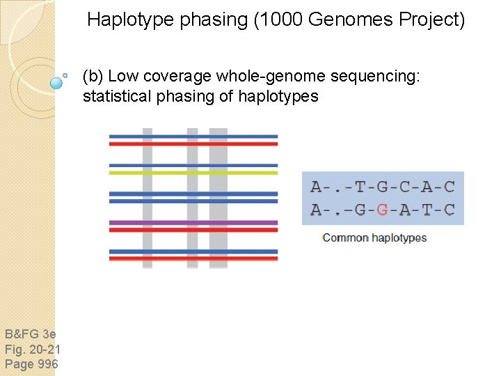 Haplotype phasing (1000 Genomes Project) (b) Low coverage whole-genome sequencing: statistical phasing of haplotypes Haplotype phasing (1000 Genomes Project) (b) Low coverage whole-genome sequencing: statistical phasing of haplotypes