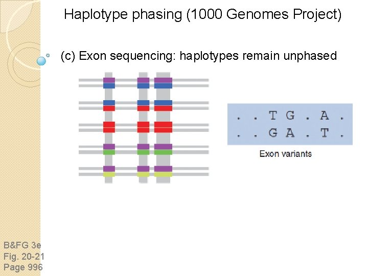 Haplotype phasing (1000 Genomes Project) (c) Exon sequencing: haplotypes remain unphased B&FG 3 e Haplotype phasing (1000 Genomes Project) (c) Exon sequencing: haplotypes remain unphased B&FG 3 e