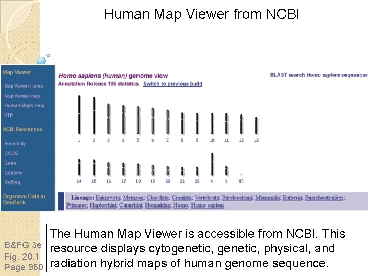 Human Map Viewer from NCBI B&FG 3 e Fig. 20. 1 Page 960 The Human Map Viewer from NCBI B&FG 3 e Fig. 20. 1 Page 960 The