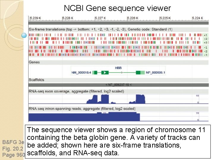 NCBI Gene sequence viewer The sequence viewer shows a region of chromosome 11 containing NCBI Gene sequence viewer The sequence viewer shows a region of chromosome 11 containing