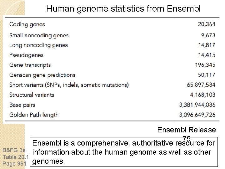 Human genome statistics from Ensembl B&FG 3 e Table 20. 1 Page 961 Ensembl Human genome statistics from Ensembl B&FG 3 e Table 20. 1 Page 961 Ensembl