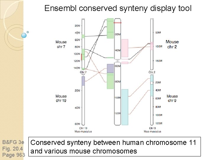 Ensembl conserved synteny display tool B&FG 3 e Fig. 20. 4 Page 963 Conserved Ensembl conserved synteny display tool B&FG 3 e Fig. 20. 4 Page 963 Conserved