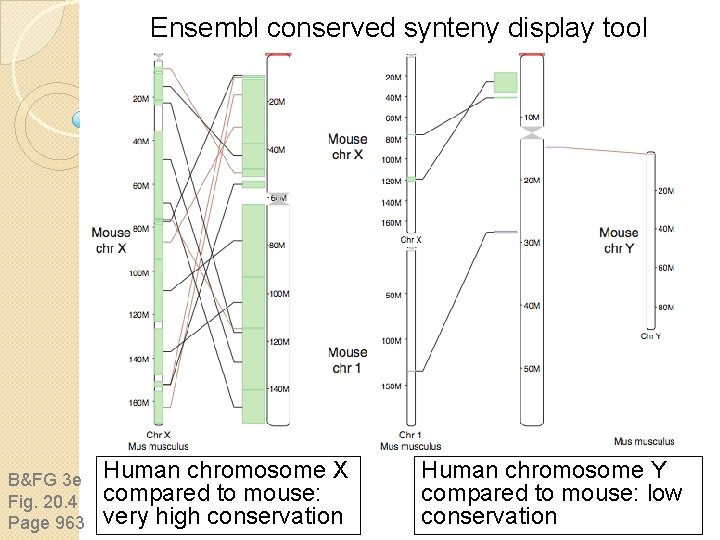 Ensembl conserved synteny display tool B&FG 3 e Fig. 20. 4 Page 963 Human Ensembl conserved synteny display tool B&FG 3 e Fig. 20. 4 Page 963 Human