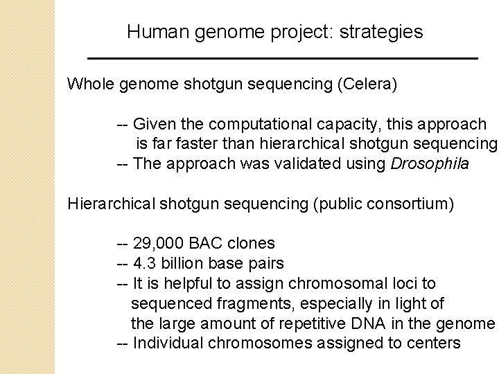 Human genome project: strategies Whole genome shotgun sequencing (Celera) -- Given the computational capacity, Human genome project: strategies Whole genome shotgun sequencing (Celera) -- Given the computational capacity,