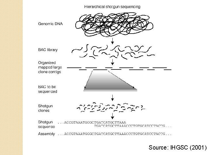 Source: IHGSC (2001) Source: IHGSC (2001)
