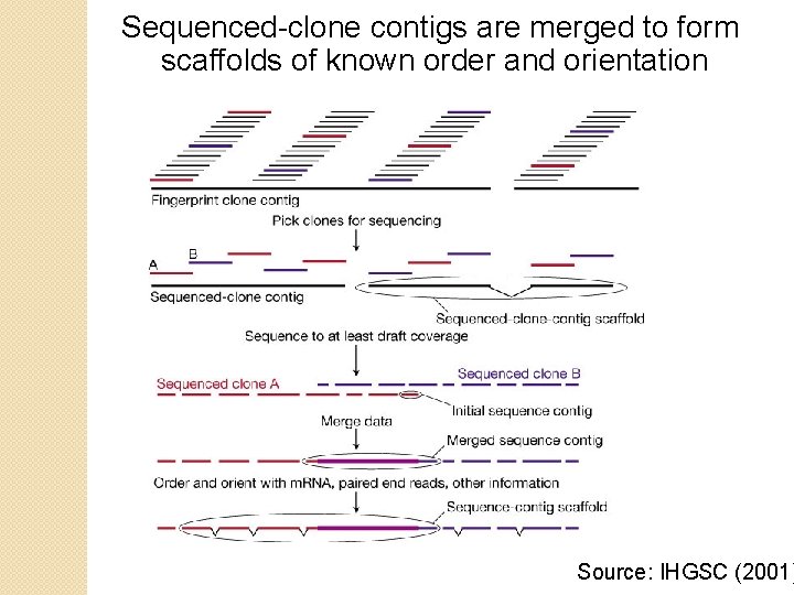 Sequenced-clone contigs are merged to form scaffolds of known order and orientation Source: IHGSC Sequenced-clone contigs are merged to form scaffolds of known order and orientation Source: IHGSC