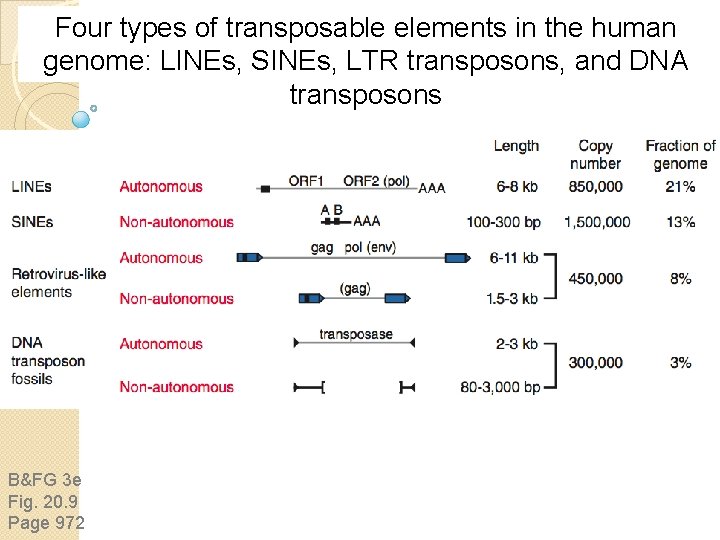 Four types of transposable elements in the human genome: LINEs, SINEs, LTR transposons, and Four types of transposable elements in the human genome: LINEs, SINEs, LTR transposons, and