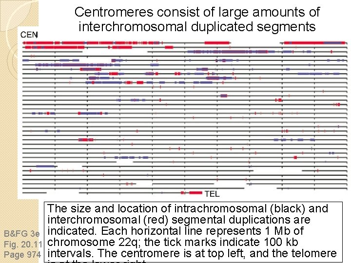 Centromeres consist of large amounts of interchromosomal duplicated segments B&FG 3 e Fig. 20. Centromeres consist of large amounts of interchromosomal duplicated segments B&FG 3 e Fig. 20.