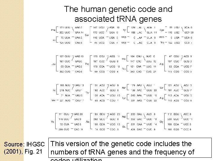 The human genetic code and associated t. RNA genes Source: IHGSC (2001), Fig. 21 The human genetic code and associated t. RNA genes Source: IHGSC (2001), Fig. 21