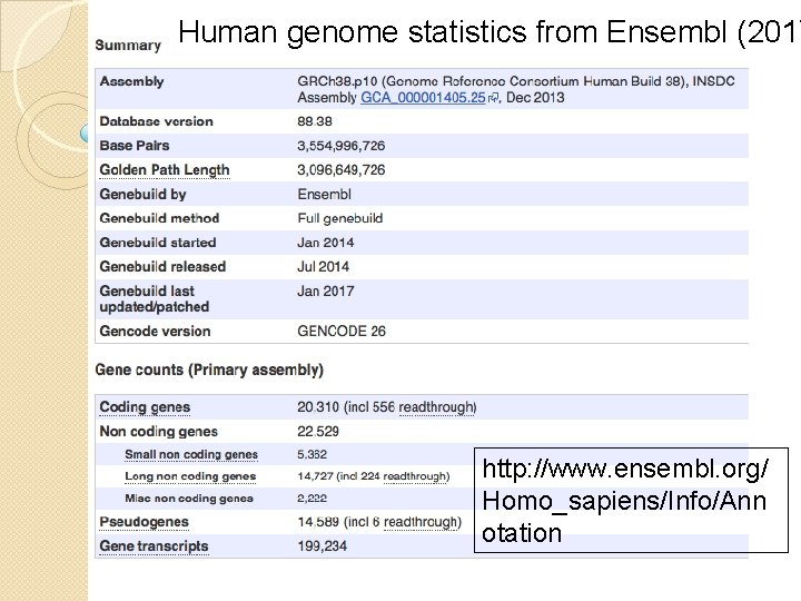 Human genome statistics from Ensembl (2017 http: //www. ensembl. org/ Homo_sapiens/Info/Ann otation Human genome statistics from Ensembl (2017 http: //www. ensembl. org/ Homo_sapiens/Info/Ann otation