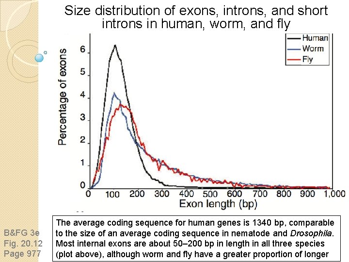 Size distribution of exons, introns, and short introns in human, worm, and fly B&FG Size distribution of exons, introns, and short introns in human, worm, and fly B&FG