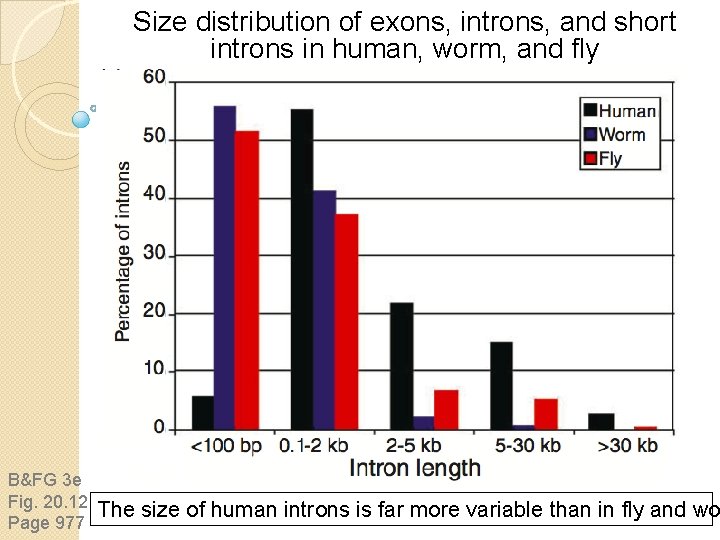 Size distribution of exons, introns, and short introns in human, worm, and fly B&FG Size distribution of exons, introns, and short introns in human, worm, and fly B&FG