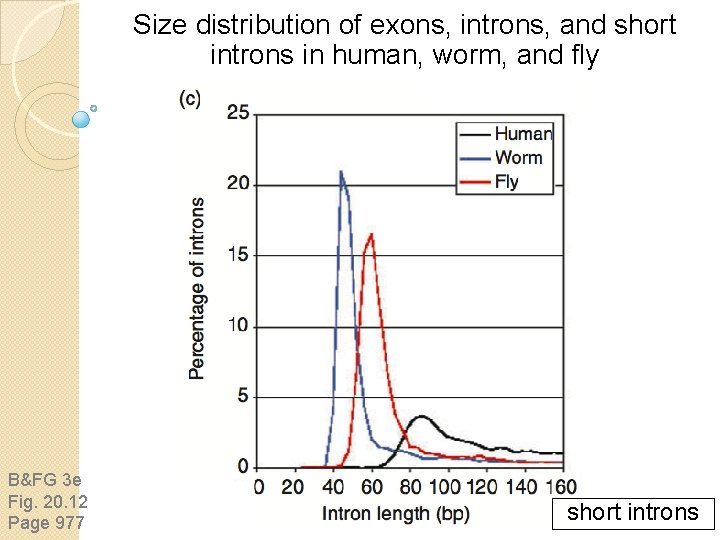 Size distribution of exons, introns, and short introns in human, worm, and fly B&FG Size distribution of exons, introns, and short introns in human, worm, and fly B&FG