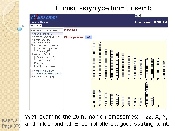 Human karyotype from Ensembl B&FG 3 e Page 979 We’ll examine the 25 human Human karyotype from Ensembl B&FG 3 e Page 979 We’ll examine the 25 human
