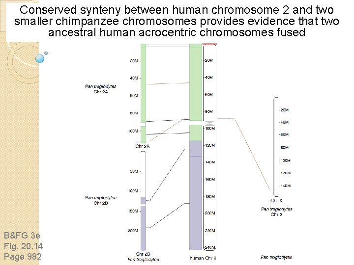 Conserved synteny between human chromosome 2 and two smaller chimpanzee chromosomes provides evidence that Conserved synteny between human chromosome 2 and two smaller chimpanzee chromosomes provides evidence that