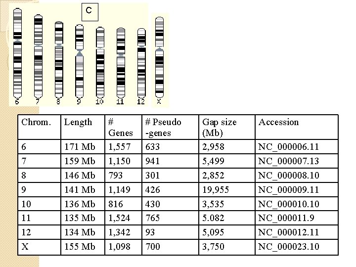 C Chrom. Length 6 7 8 9 10 11 12 X 171 Mb 159 C Chrom. Length 6 7 8 9 10 11 12 X 171 Mb 159