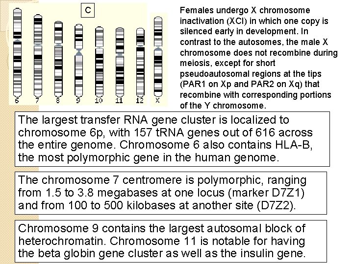 C Females undergo X chromosome inactivation (XCI) in which one copy is silenced early C Females undergo X chromosome inactivation (XCI) in which one copy is silenced early
