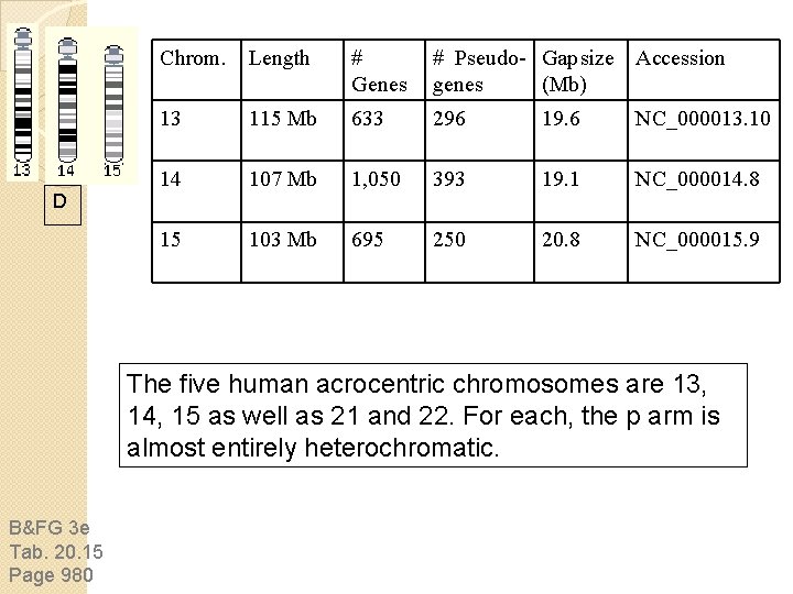 D Chrom. Length # Genes # Pseudo- Gap size Accession genes (Mb) 13 115 D Chrom. Length # Genes # Pseudo- Gap size Accession genes (Mb) 13 115