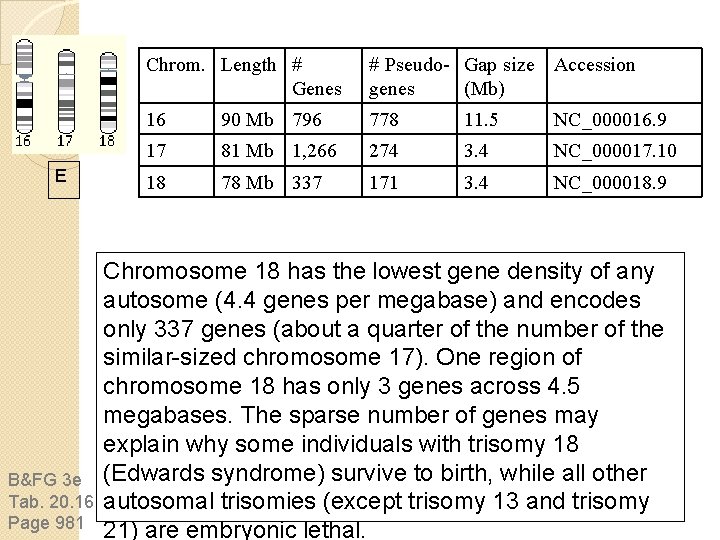 E B&FG 3 e Tab. 20. 16 Page 981 Chrom. Length # Genes # E B&FG 3 e Tab. 20. 16 Page 981 Chrom. Length # Genes #