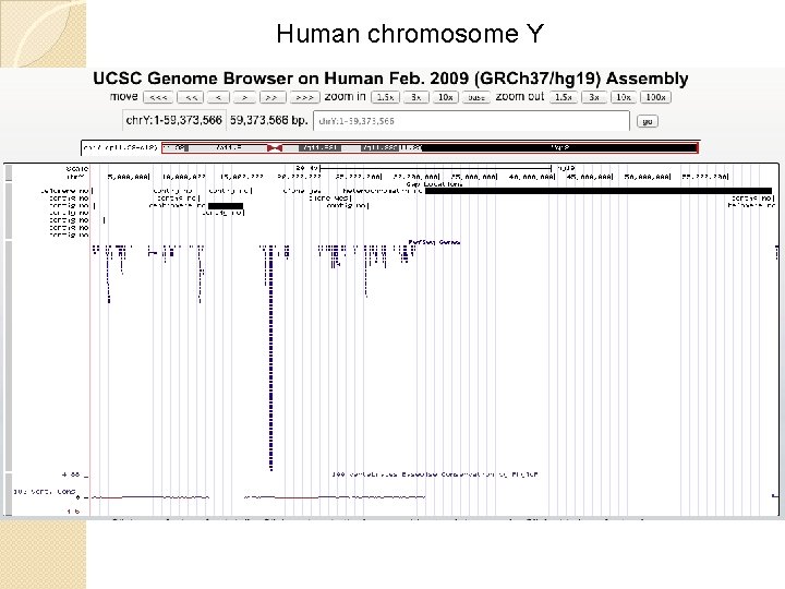 Human chromosome Y Human chromosome Y