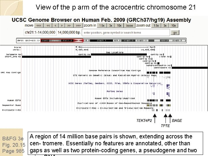 View of the p arm of the acrocentric chromosome 21 B&FG 3 e A View of the p arm of the acrocentric chromosome 21 B&FG 3 e A