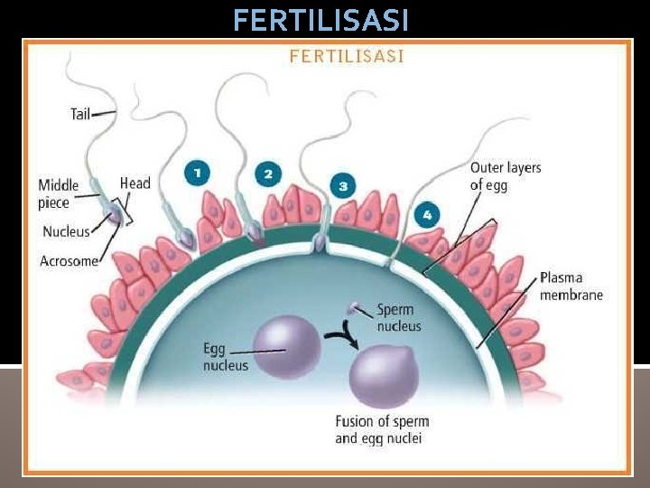 FERTILISASI 