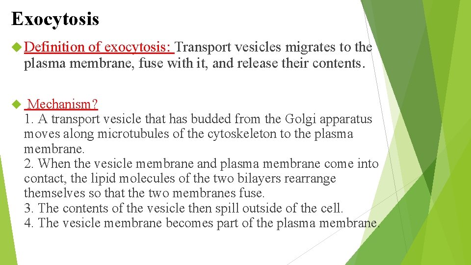 Exocytosis Definition of exocytosis: Transport vesicles migrates to the plasma membrane, fuse with it,