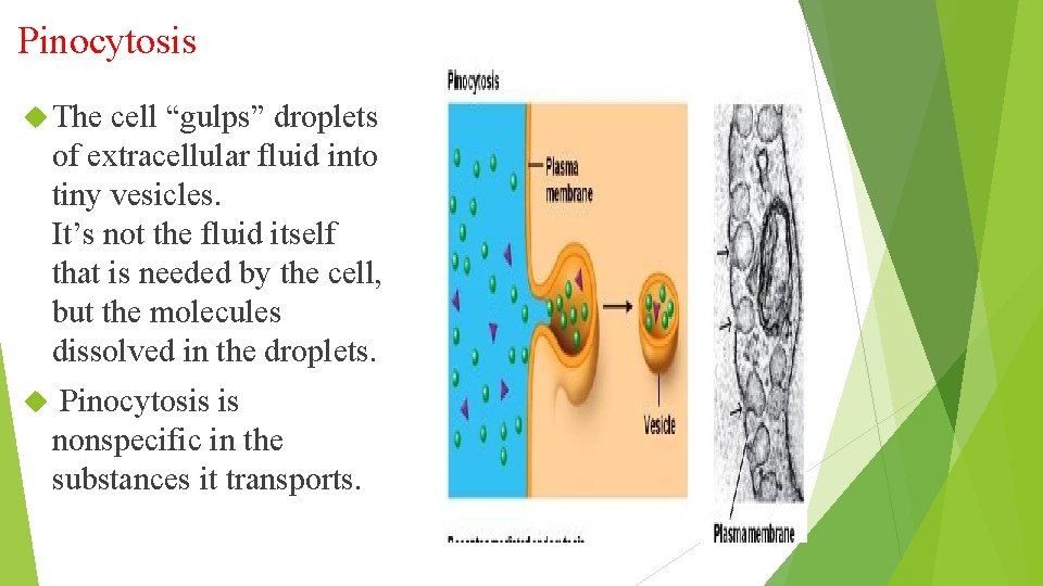 Pinocytosis The cell “gulps” droplets of extracellular fluid into tiny vesicles. It’s not the