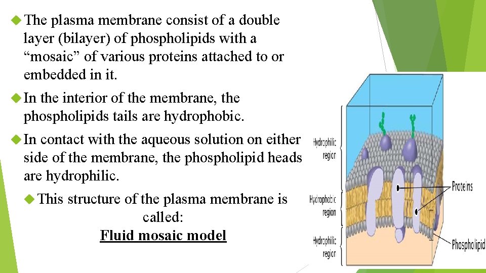  The plasma membrane consist of a double layer (bilayer) of phospholipids with a