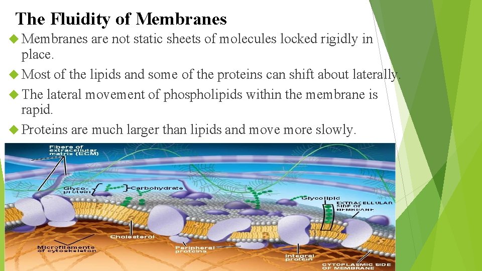 The Fluidity of Membranes are not static sheets of molecules locked rigidly in place.