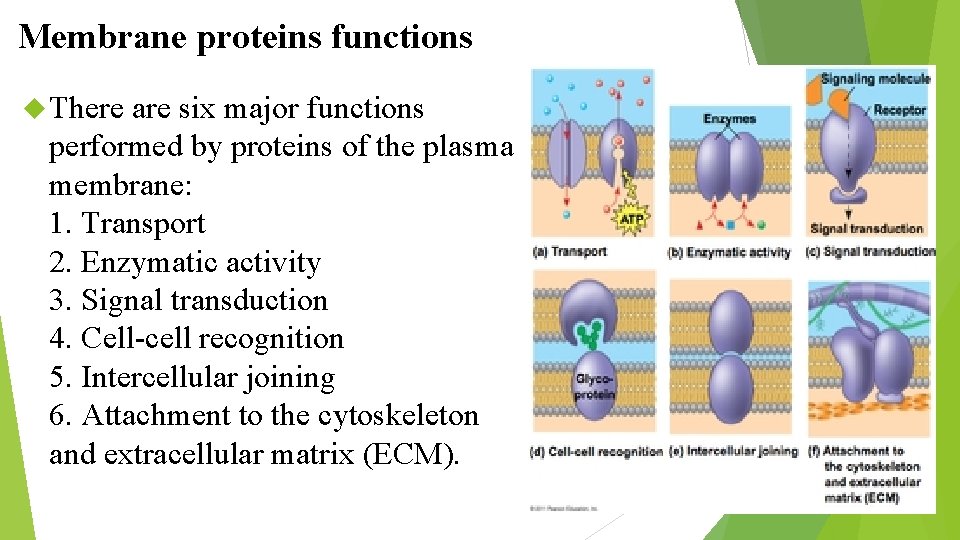 Membrane proteins functions There are six major functions performed by proteins of the plasma
