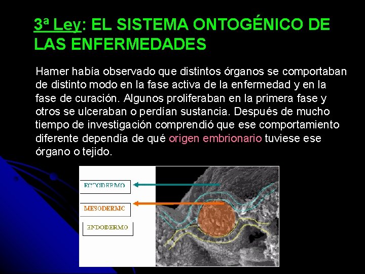 3ª Ley: EL SISTEMA ONTOGÉNICO DE LAS ENFERMEDADES Hamer había observado que distintos órganos